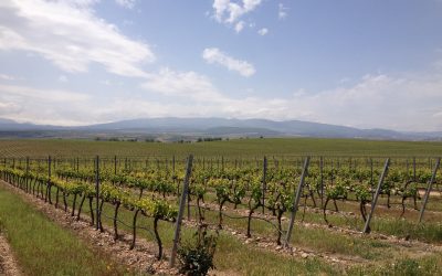 The 2017 vintage in Navarra and Rioja